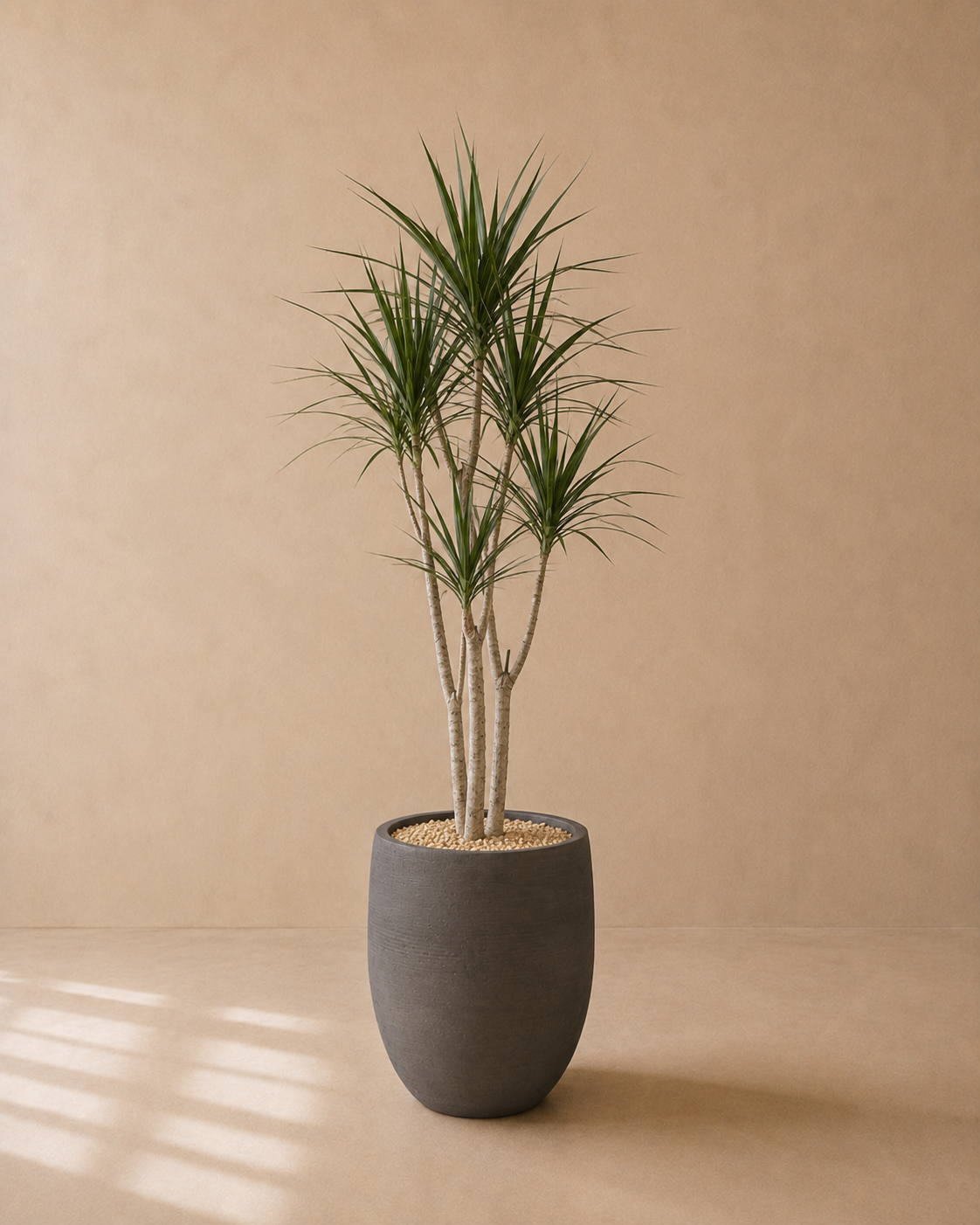 Dracaena Marginata in a Deep Charcoal tall cylinder planter by Arboré