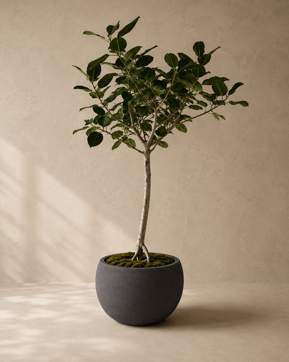 Ficus Audrey in a Deep Charcoal wide bowl planter by Arboré