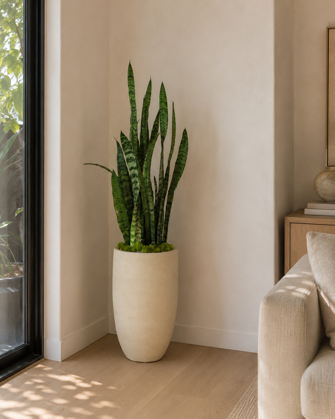 Snake Plant in a tall Mid Mineral planter placed near natural window light