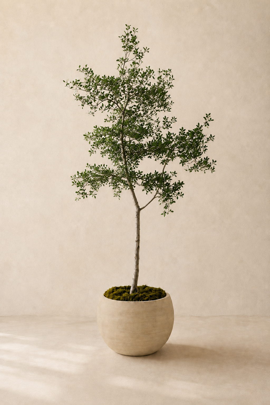 Olive tree in a Mid Mineral wide bowl planter by Arboré