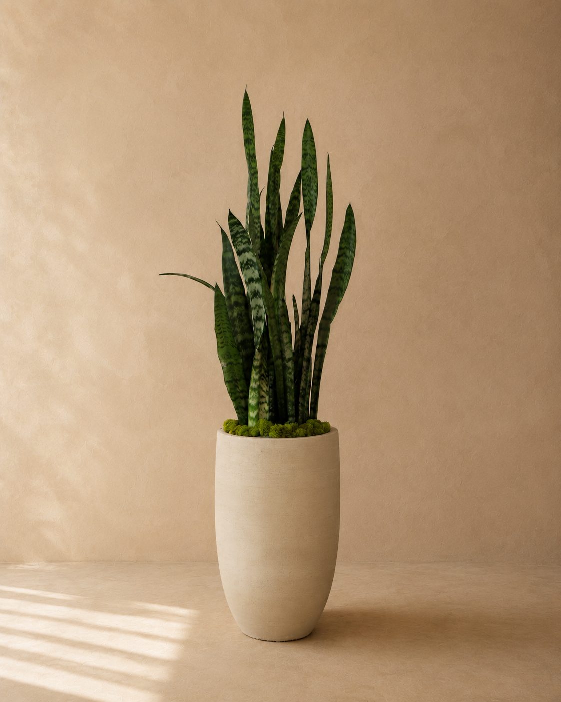 Snake Plant in a Mid Mineral tall cylinder planter by Arboré